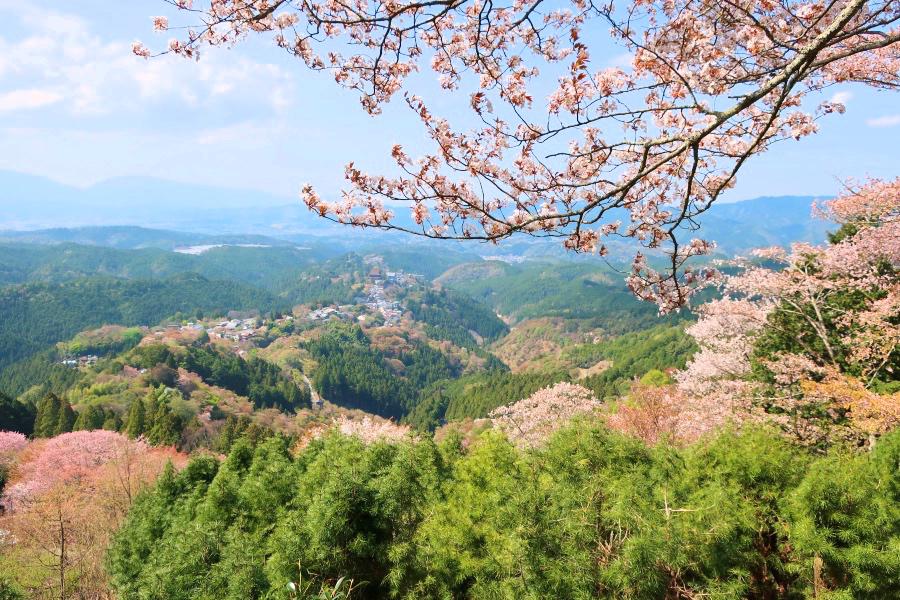 世界遺産 吉野山の花矢倉展望台からの上千本の桜や吉野山全景の写真@奈良の吉野観光