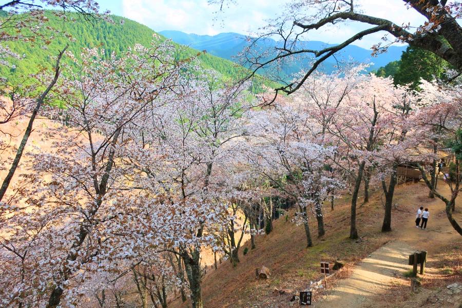 世界遺産 吉野山の奥千本の桜写真@奈良の吉野観光