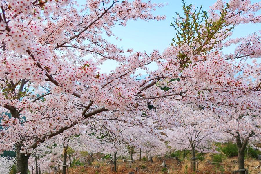 世界遺産 吉野山の上千本と奥千本の桜の写真@奈良の吉野観光