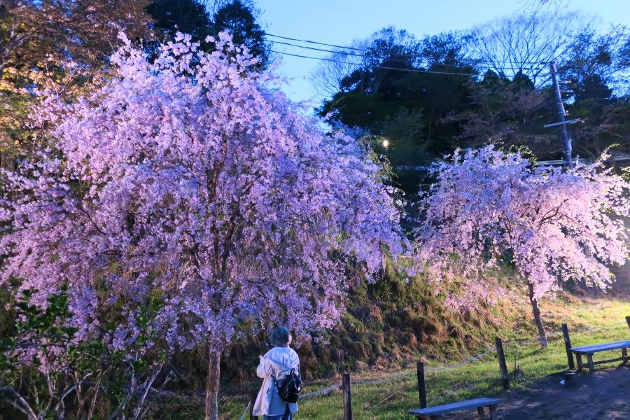 世界遺産 吉野山の七曲り坂の桜のライトアップ写真@奈良の吉野観光