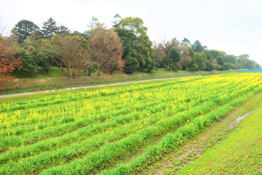 観光世界遺産応神天皇陵古墳(おうじんてんのうりょうこふん)/誉田御廟山古墳(こんだごびょうやまこふん)の写真