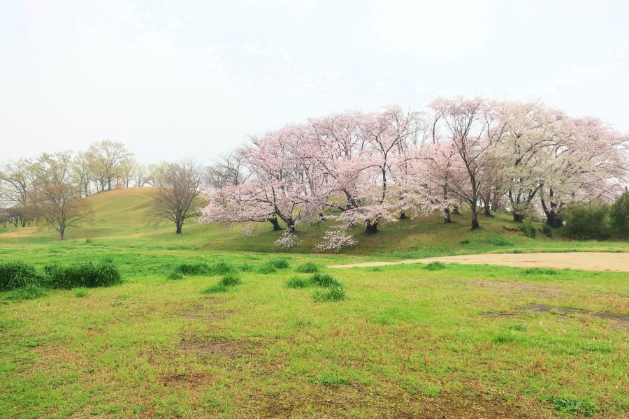 観光世界遺産古室山古墳(こむろやまこふん)の写真