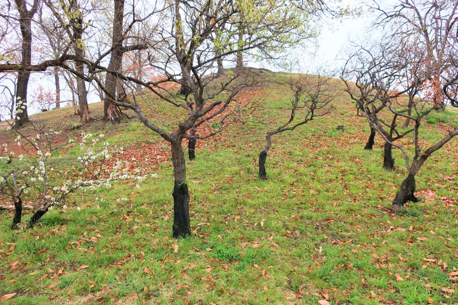 観光世界遺産古室山古墳(こむろやまこふん)の写真
