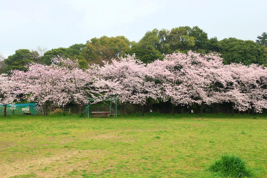 観光世界遺産応神天皇陵古墳(おうじんてんのうりょうこふん)/誉田御廟山古墳(こんだごびょうやまこふん)の写真
