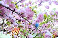大阪造幣局の桜の通り抜けの写真