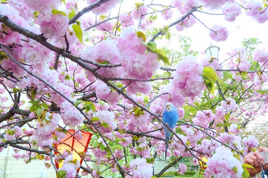 大阪造幣局の桜の通り抜け@大阪観光/日本写真