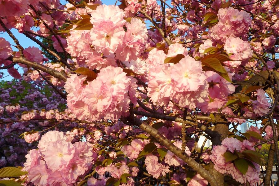 大阪造幣局の桜の通り抜けと青いインコ写真@大阪観光