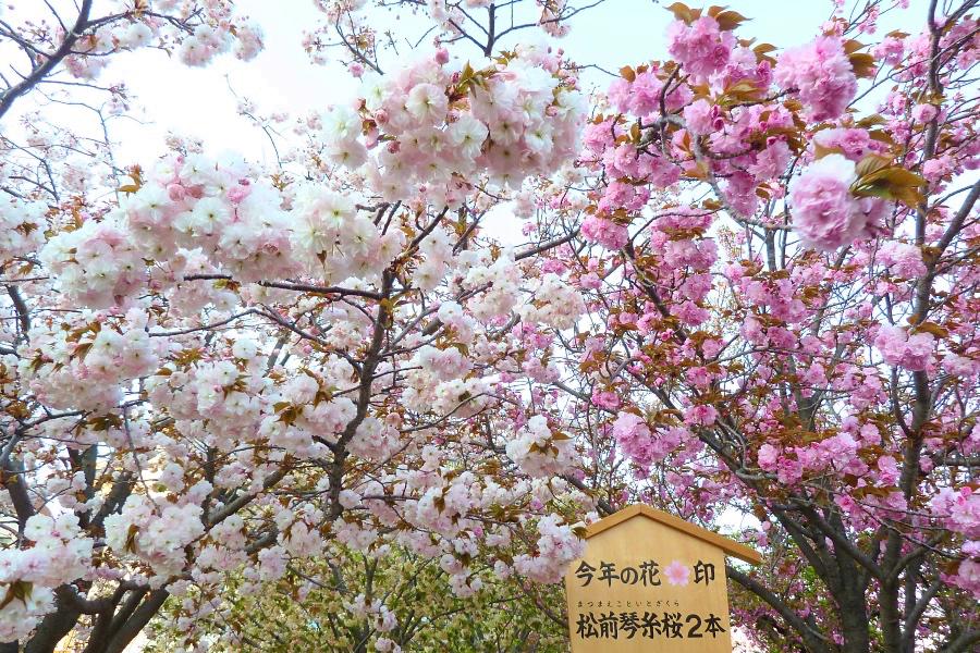 大阪造幣局の桜の通り抜けの今年の花の写真@大阪観光