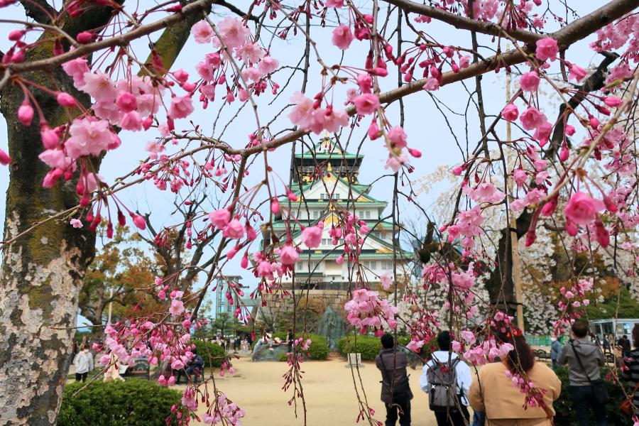 観光大阪城の写真