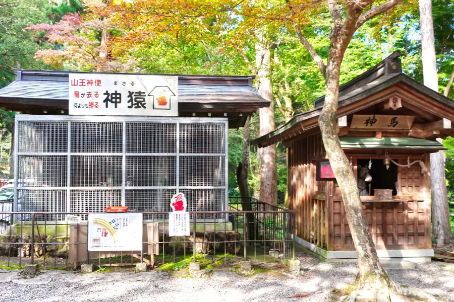 観光日吉大社(ひよしたいしゃ)(観光20分)の写真