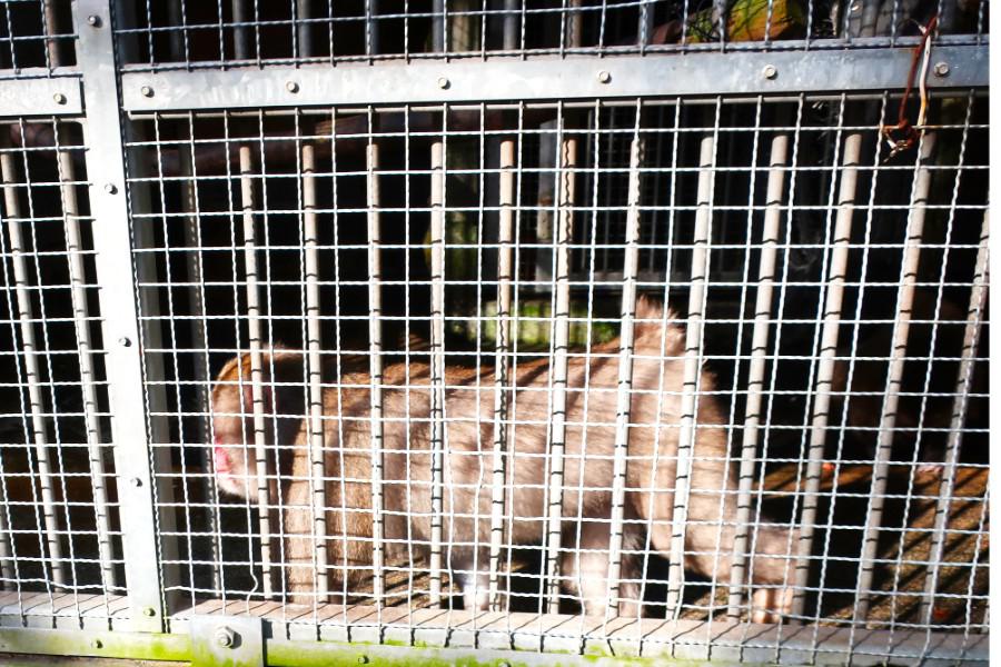 観光日吉大社(ひよしたいしゃ)(観光20分)の写真