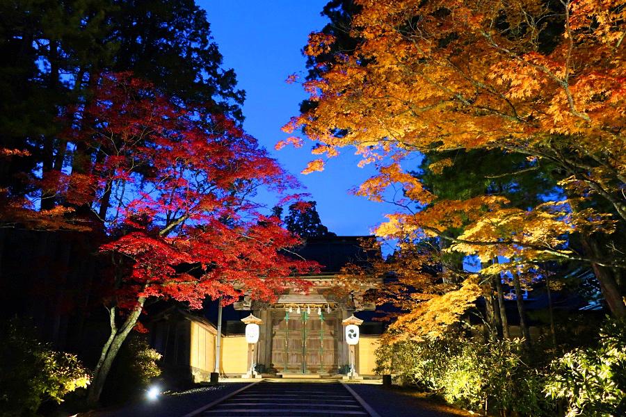 世界遺産 高野山の金剛峯寺ライトアップ紅葉写真@高野山観光/和歌山旅行