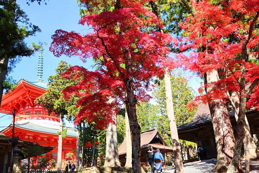 世界遺産 高野山の壇上伽藍の根本大塔の紅葉写真@高野山観光/和歌山旅行