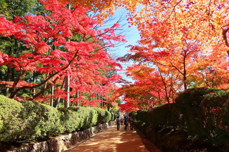 世界遺産 高野山の蛇腹道の紅葉写真@高野山観光/和歌山旅行