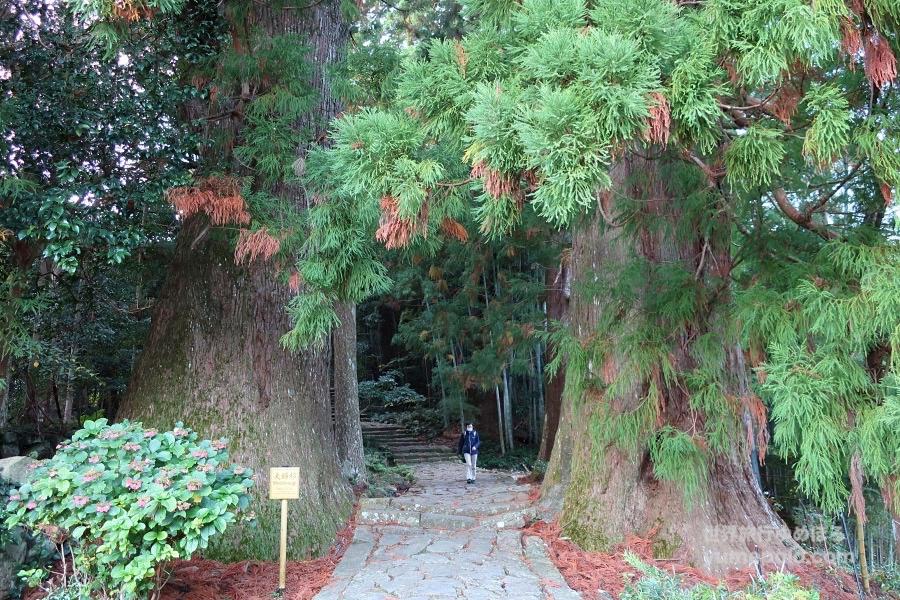 世界遺産 熊野古道の大門坂の写真@熊野三山観光/和歌山旅行