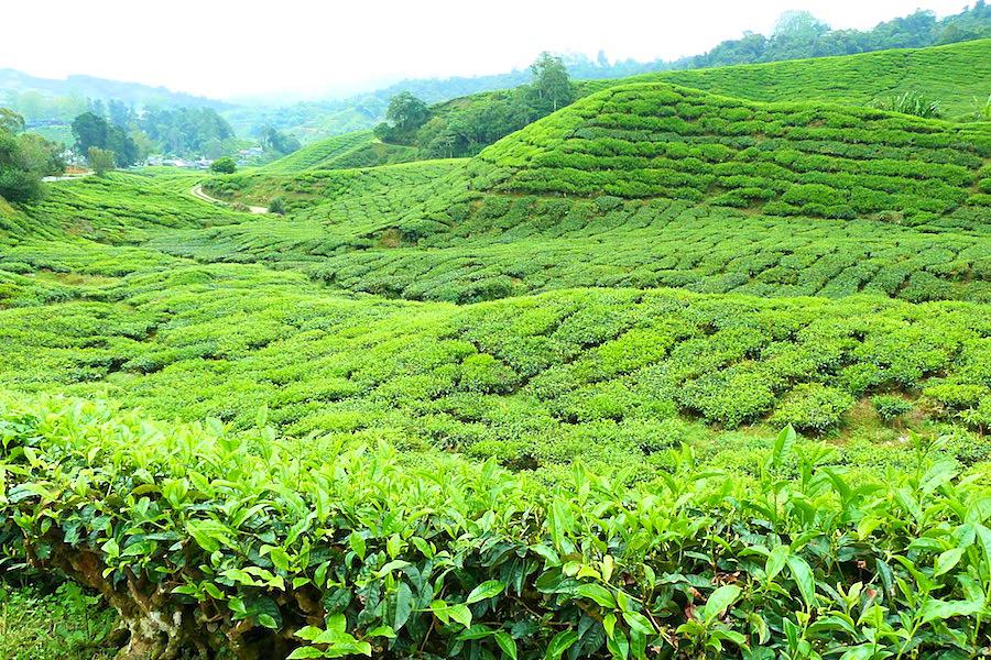 キャメロンハイランドのボーティーガーデンの紅茶畑@マレーシア観光/写真