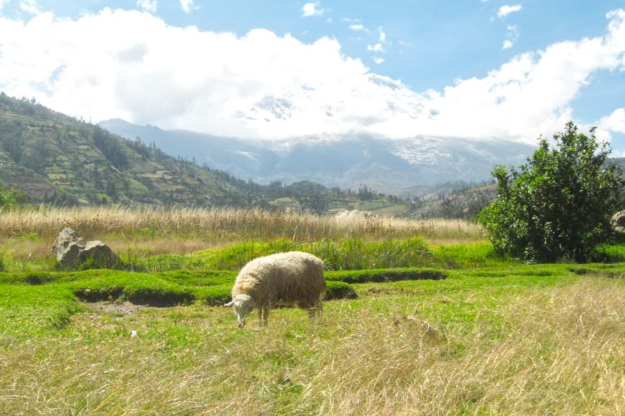 観光ユンガイ慰霊公園(Campo Santo Yungay)(標高2500m)(観光50分)の写真