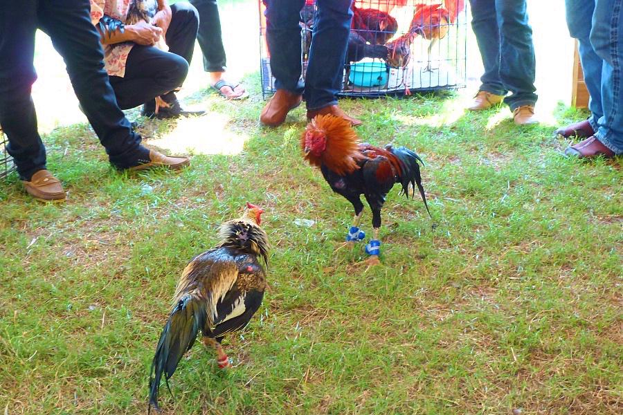 アユタヤーのローイクラトン祭りのシャモ闘鶏の写真@タイ観光