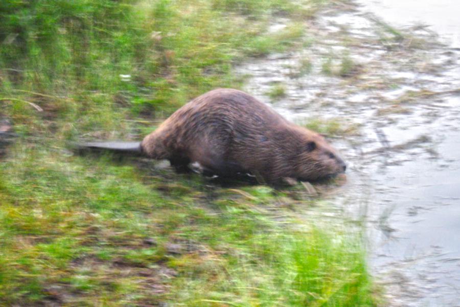 観光グランドティトン国立公園(Grand Teton National Park)の写真