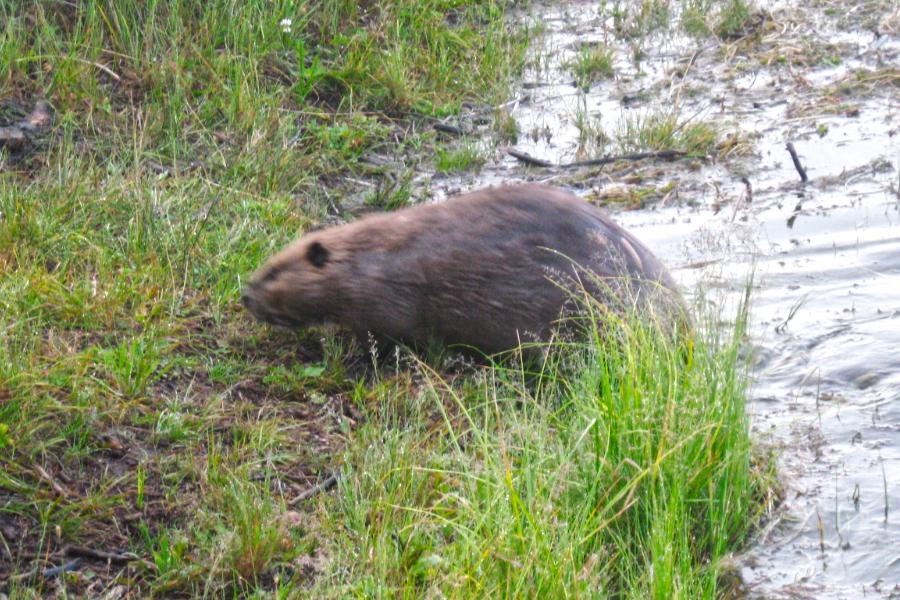 観光グランドティトン国立公園(Grand Teton National Park)の写真