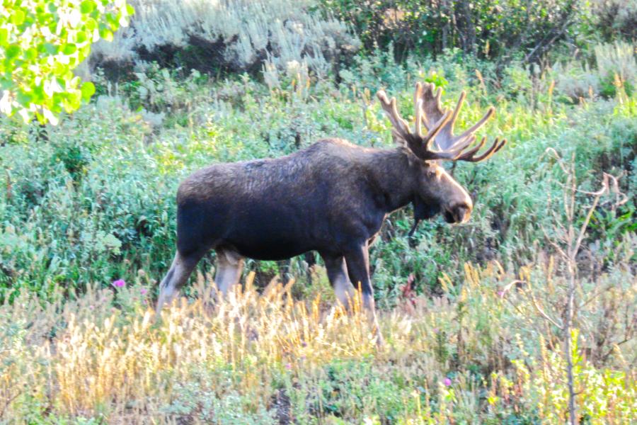 観光グランドティトン国立公園(Grand Teton National Park)の写真