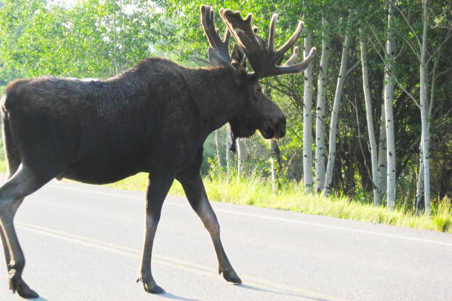 観光グランドティトン国立公園(Grand Teton National Park)の写真
