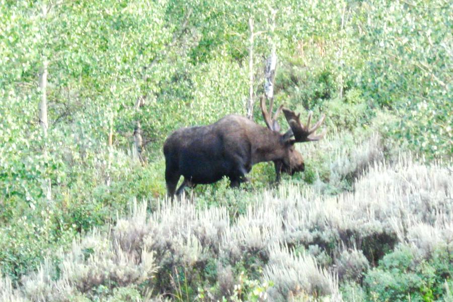 観光グランドティトン国立公園(Grand Teton National Park)の写真