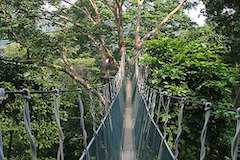 世界遺産マレーシア森林研究所と森林公園