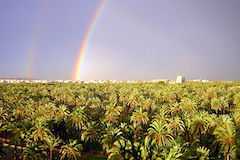世界遺産エルチェの椰子園