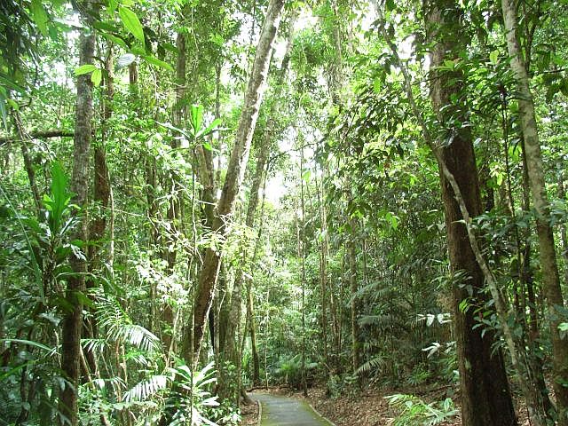 熱帯雨林のウォーキングトレイル