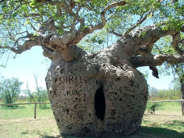 囚人の木（巨大バオブ）
