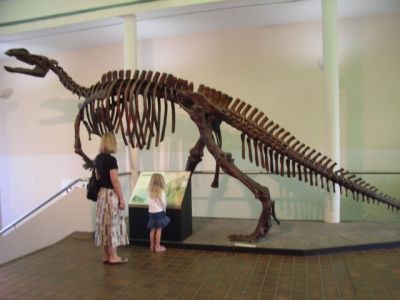 タスマニア博物館の恐竜化石