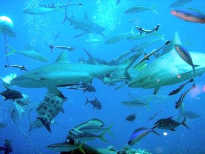 50匹以上ものサメの群れは圧巻