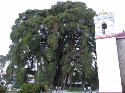 サンタマリア教会と大木