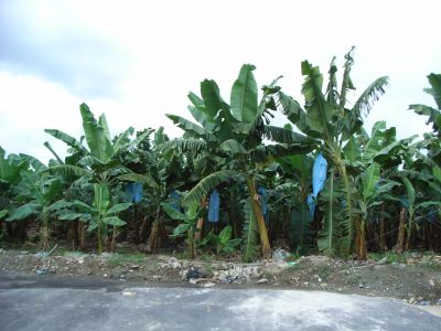 遺跡の周りは一面バナナ畑