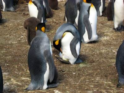 卵を温めるキングペンギン