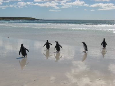浜辺のジェンツーペンギン