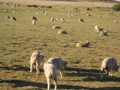羊毛で有名なバルデスの羊