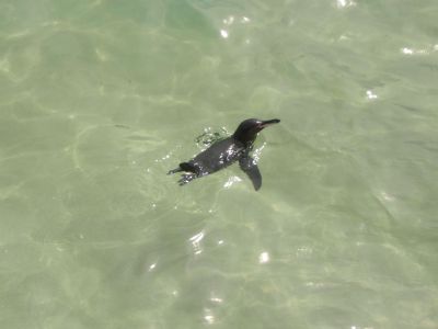 ガラパゴスペンギン/泳いで食事探し
