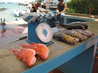 魚市場には変な魚がいっぱい