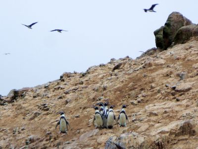 バジェスタス島のペンギン