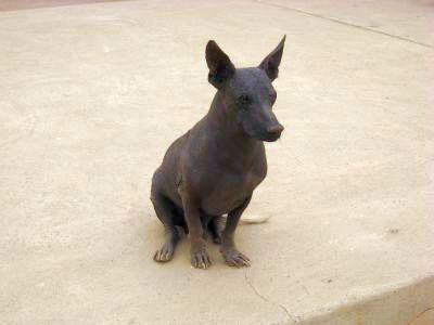 ペルー名物の毛なし黒犬