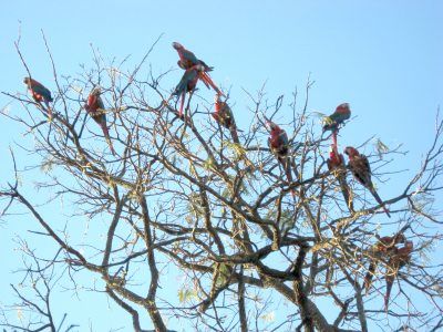 木にコンゴウインコの群れ