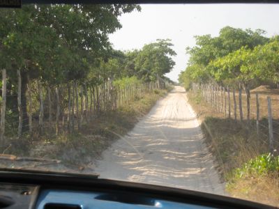 ジェリコアコアラへの道