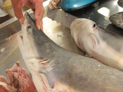 ベレン魚市場、サメ？