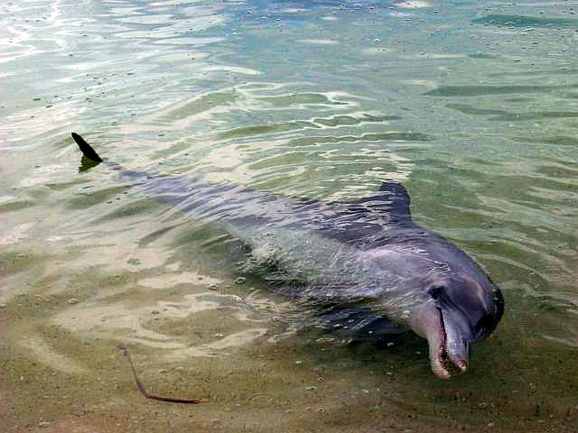 イルカがいっぱい！ジュゴンは運しだい！ウミガメ in モンキーマイア（オーストラリア）
