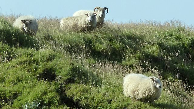 アイスランドの滝、セーリャラントスフォスの羊