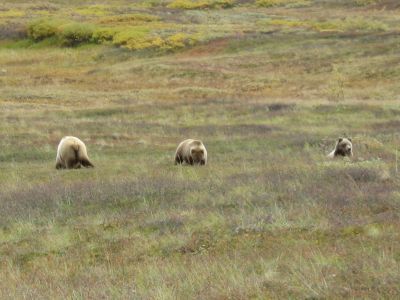 デナリ国立公園/アラスカ/アメリカ旅行！世界遺産で野生動物とマッキンリー山
