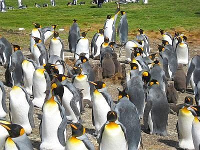 野生キングペンギン2000匹に囲まれた！ in スタンリー（フォークランド）