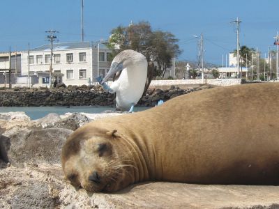 ガラパゴス諸島のサンクリストバル島の観光やダイビングや野生動物!エクアドル旅行記